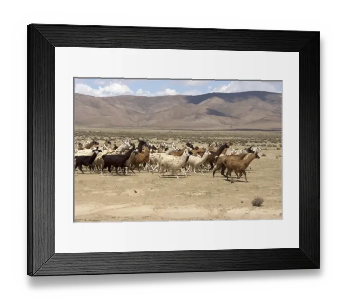 Framed Print : South America, Argentina, Province Jujuy, - lama herd in the countryside Framed Print : South America, Argentina, Province Jujuy, - lama herd in the countryside