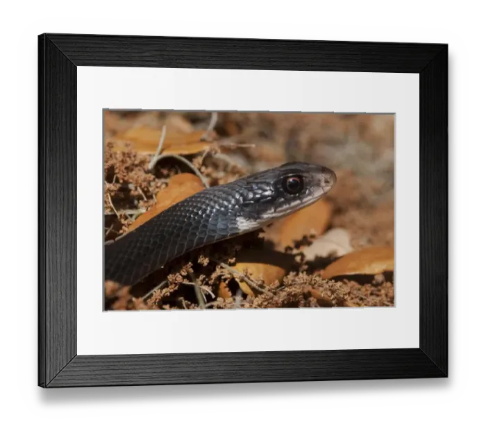 Framed Print : Black Racer (Coluber constrictor) Little St Simons Island, Barrier Islands Framed Print : Black Racer (Coluber constrictor) Little St Simons Island, Barrier Islands