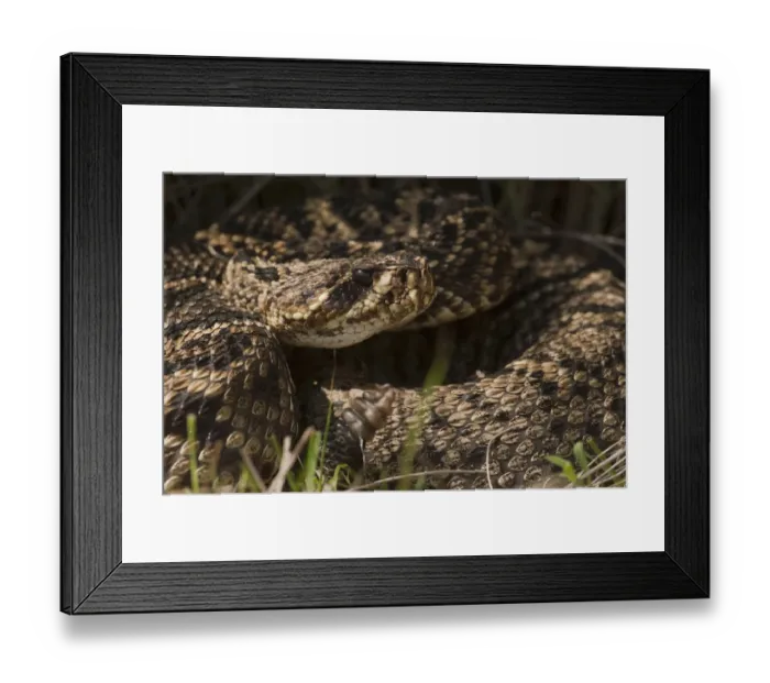 Framed Print : Eastern Diamondback Rattlesnake (Crotalus adamanteus) Little St Simons Island Framed Print : Eastern Diamondback Rattlesnake (Crotalus adamanteus) Little St Simons Island