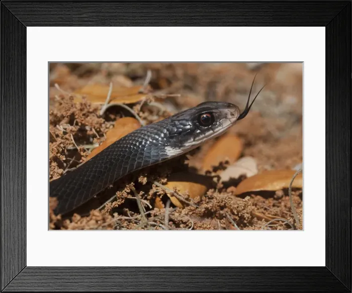 Framed Print : Black Racer (Coluber constrictor) Little St Simons Island, Barrier Islands Framed Print : Black Racer (Coluber constrictor) Little St Simons Island, Barrier Islands