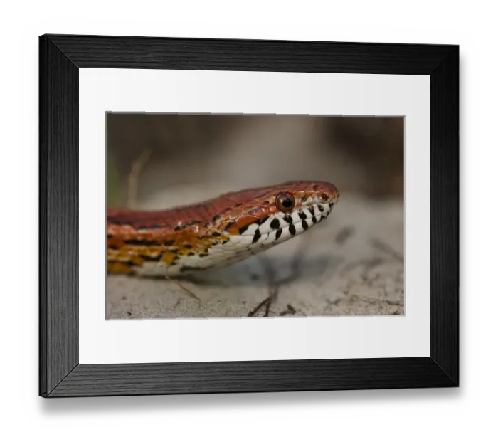 Framed Print : Corn Snake (Elaphe guttata), or red rat snake Little St Simons Island, Barrier Islands Framed Print : Corn Snake (Elaphe guttata), or red rat snake Little St Simons Island, Barrier Islands