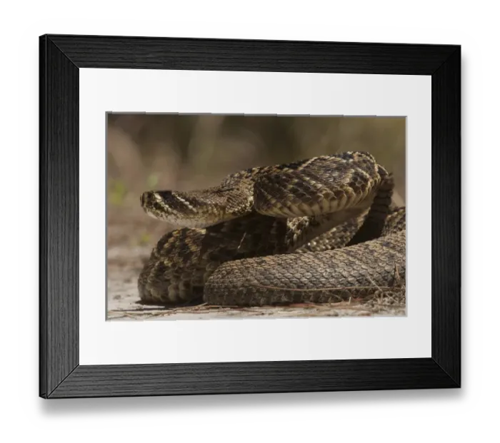 Framed Print : Eastern Diamondback Rattlesnake (Crotalus adamanteus) Little St Simons Island