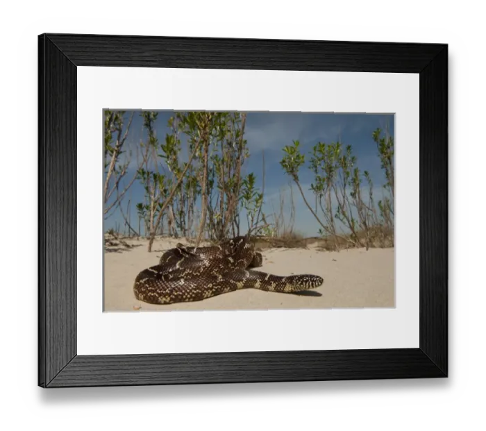 Framed Print : Eastern Kingsnake or Common Kingsnake (Lampropeltis getula) is a harmless colubrid Framed Print : Eastern Kingsnake or Common Kingsnake (Lampropeltis getula) is a harmless colubrid