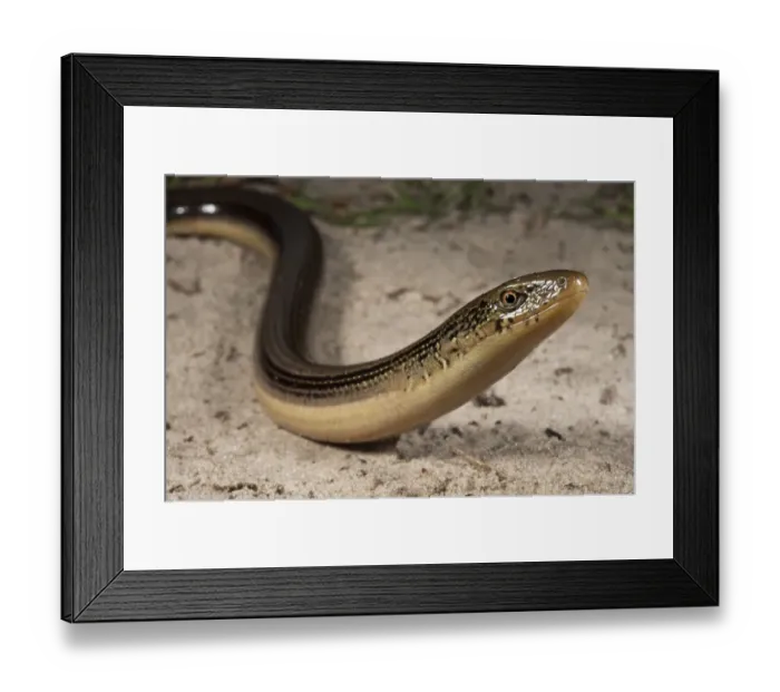 Framed Print : Eastern Glass Lizard (Ophisaurus ventralis) Little St Simons Island, Barrier Islands Framed Print : Eastern Glass Lizard (Ophisaurus ventralis) Little St Simons Island, Barrier Islands