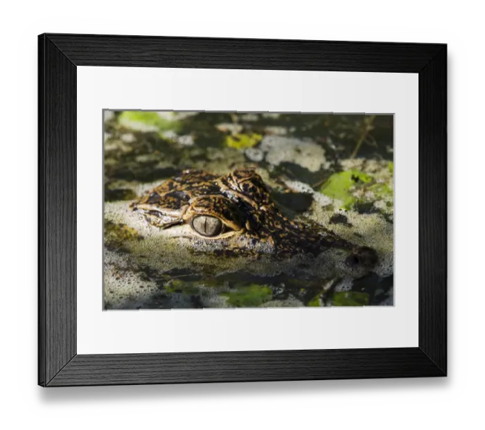 Framed Print : American Alligator Baby (Alligator mississippiensis) Little St Simons Island