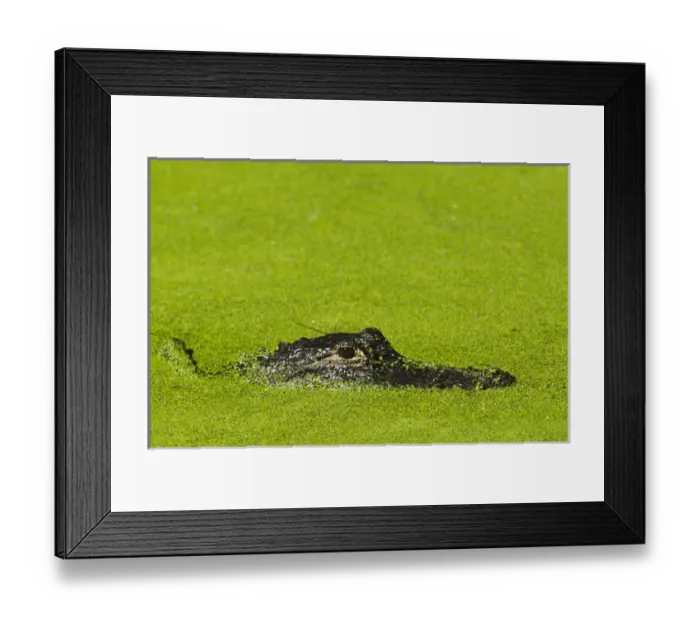 Framed Print : American Alligator (Alligator mississippiensis) Little St Simons Island, Barrier Islands Framed Print : American Alligator (Alligator mississippiensis) Little St Simons Island, Barrier Islands