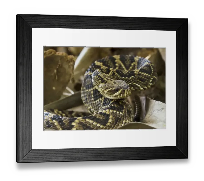 Framed Print : Eastern Diamondback Rattlesnake (Crotalus adamanteus) Little St Simons Island
