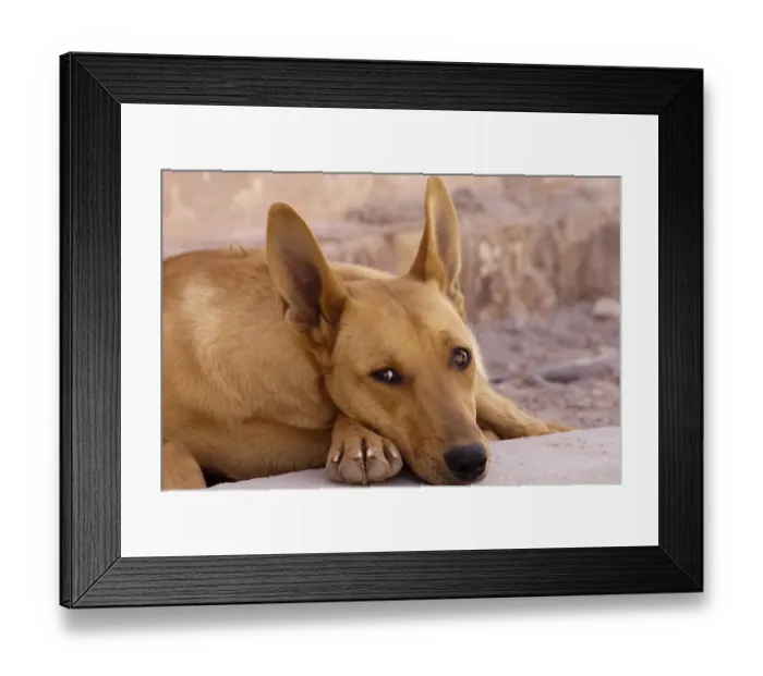 Framed Print : South America, Province Jujuy, Tilcara - street dogs in the village Tilcara Framed Print : South America, Province Jujuy, Tilcara - street dogs in the village Tilcara