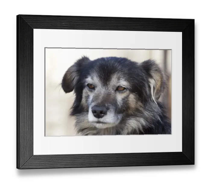 Framed Print : South America, Province Salta, - street dogs in the village Cafayate Framed Print : South America, Province Salta, - street dogs in the village Cafayate