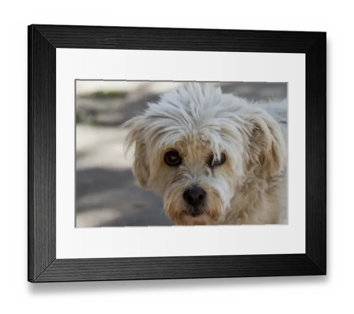 Framed Print : 05. South America, Argentina - street dog Framed Print : 05. South America, Argentina - street dog
