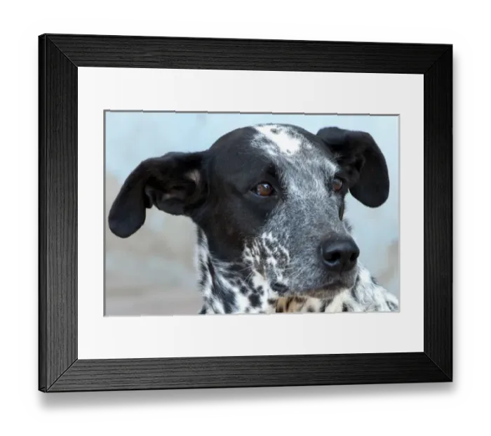 Framed Print : South America, Province Salta, - street dogs in the village Cafayate