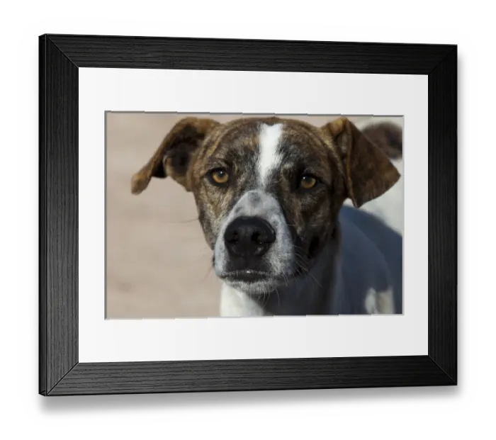 Framed Print : South America, Argentina - street dog Framed Print : South America, Argentina - street dog
