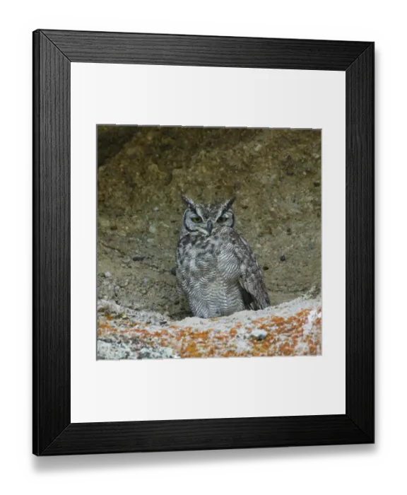 Framed Print : Rain-dotted owl in Walichu Caves, El Calafate, Patagonia, Argentina