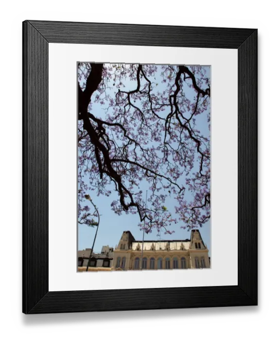 Framed Print : Argentina, Buenos Aires, Barrio Norte, Rodriguez Pena, Jacarandas trees bloom in Framed Print : Argentina, Buenos Aires, Barrio Norte, Rodriguez Pena, Jacarandas trees bloom in