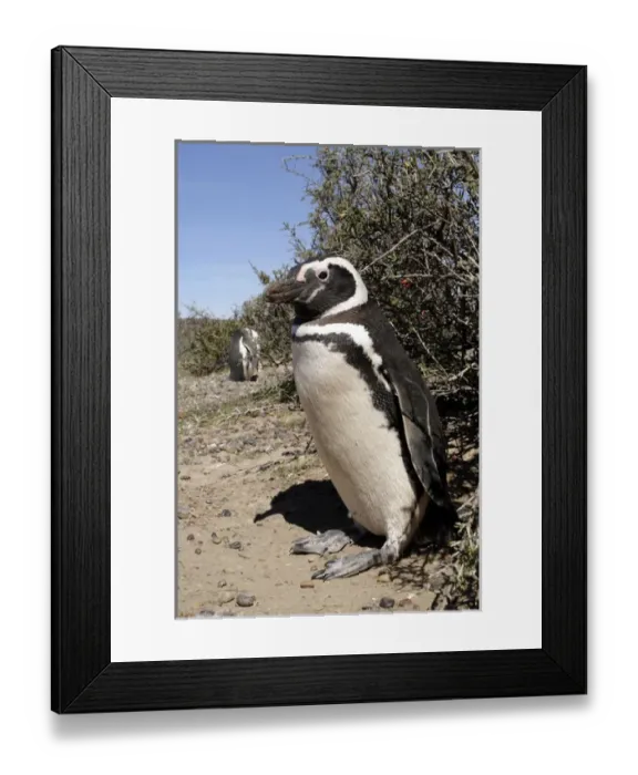 Framed Print : Punta Tombo, the largst South American Magallanes pinguins colony, is on the Patagonian Framed Print : Punta Tombo, the largst South American Magallanes pinguins colony, is on the Patagonian
