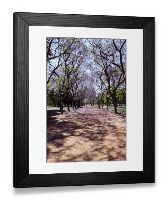 Framed Print : Argentina, Buenos Aires, Palermo, Parque 3 de Febrero, Jacarandas trees bloom in