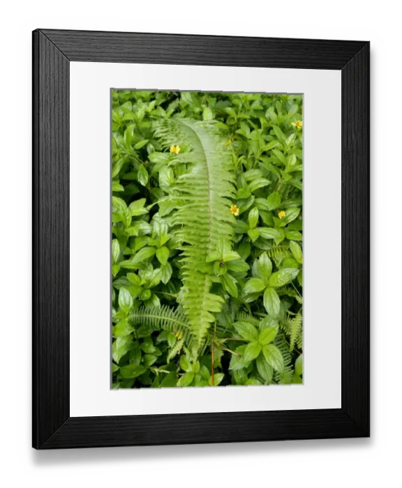 Framed Print : USA, Hawaii, The island of Hawaii, Hilo. Lava Tree State Park