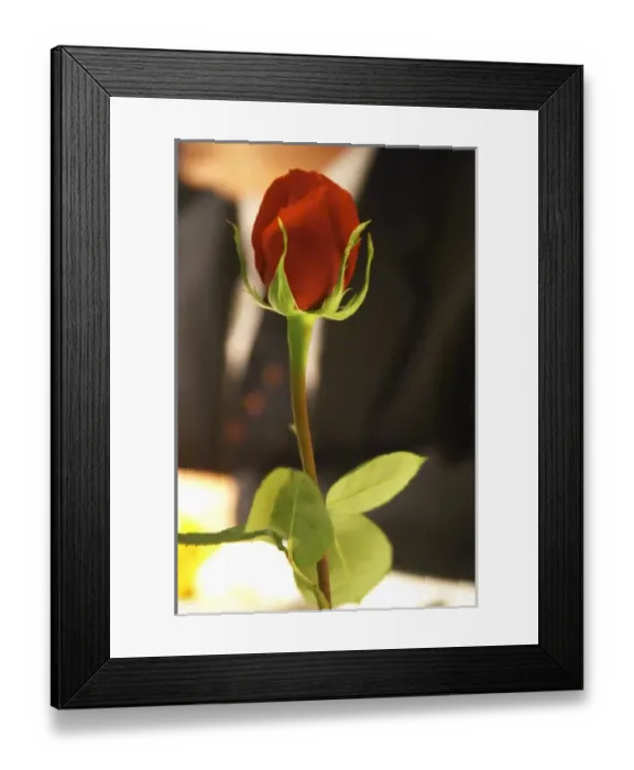Framed Print : A red rose decorating the table. The Rosa Negra Restaurant, The Black Rose, Buenos Aires Argentina Framed Print : A red rose decorating the table. The Rosa Negra Restaurant, The Black Rose, Buenos Aires Argentina