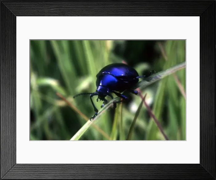 Framed Print : Blue beetle. (species not known to photographer) Framed Print : Blue beetle. (species not known to photographer)