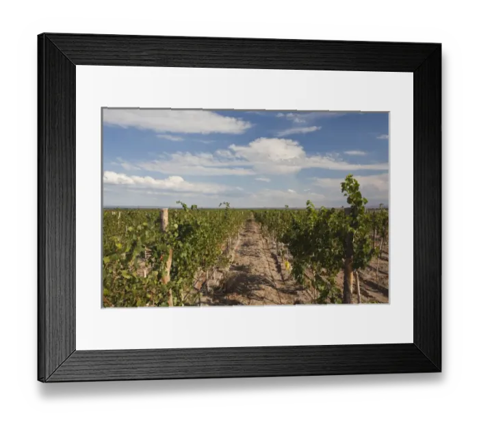 Framed Print : ARGENTINA, Mendoza Province, San Carlos. Vineyard, Bodega O. Fournier boutique winery
