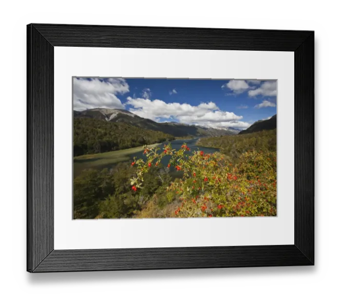 Framed Print : ARGENTINA, Rio Negro Province, Villa Mascardi. Rose hips (Rosa muschata), Lake Guillelmo Framed Print : ARGENTINA, Rio Negro Province, Villa Mascardi. Rose hips (Rosa muschata), Lake Guillelmo