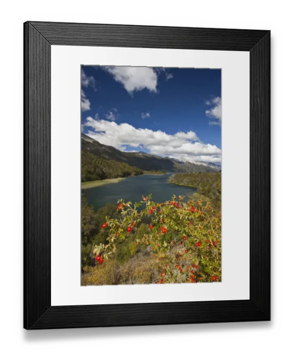 Framed Print : ARGENTINA, Rio Negro Province, Villa Mascardi. Rose hips (Rosa muschata), Lake Guillelmo Framed Print : ARGENTINA, Rio Negro Province, Villa Mascardi. Rose hips (Rosa muschata), Lake Guillelmo