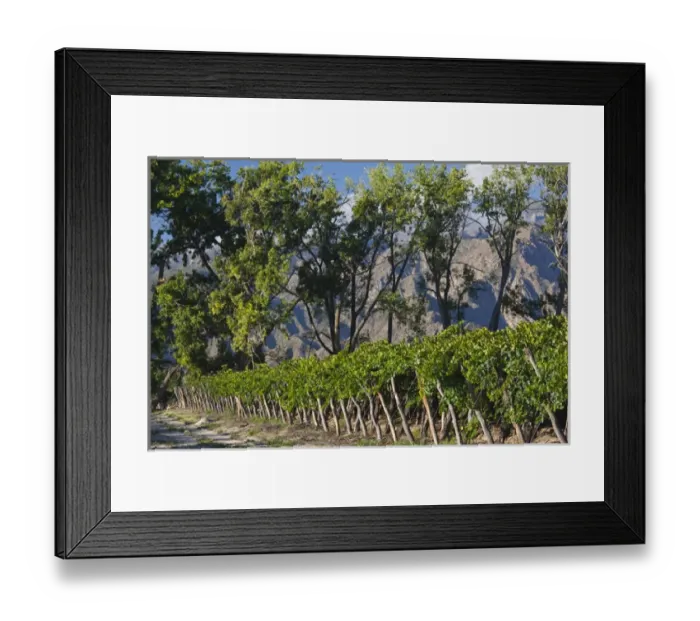 Framed Print : ARGENTINA, Salta Province, Cafayate. Vineyard view, morning Framed Print : ARGENTINA, Salta Province, Cafayate. Vineyard view, morning