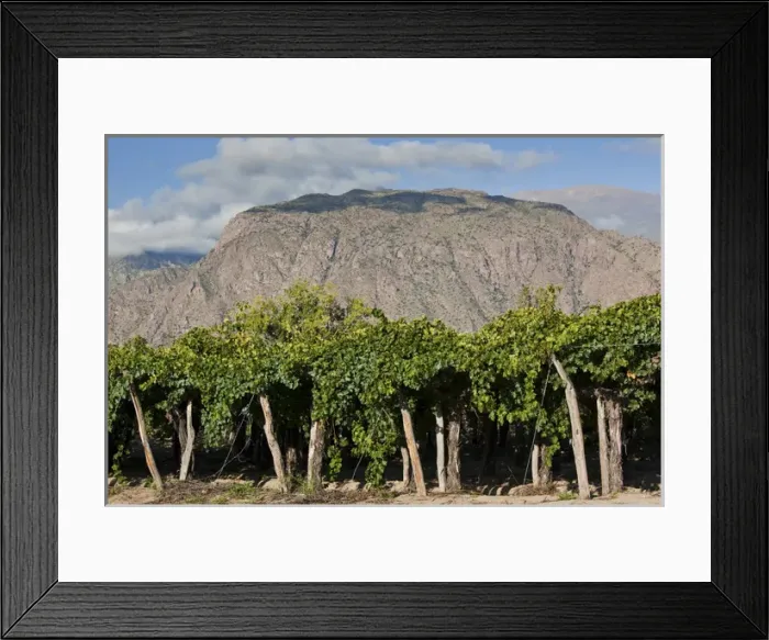 Framed Print : ARGENTINA, Salta Province, Cafayate. Vineyard view, morning Framed Print : ARGENTINA, Salta Province, Cafayate. Vineyard view, morning