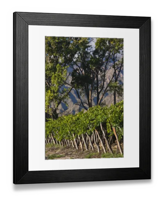 Framed Print : ARGENTINA, Salta Province, Cafayate. Vineyard view, morning Framed Print : ARGENTINA, Salta Province, Cafayate. Vineyard view, morning