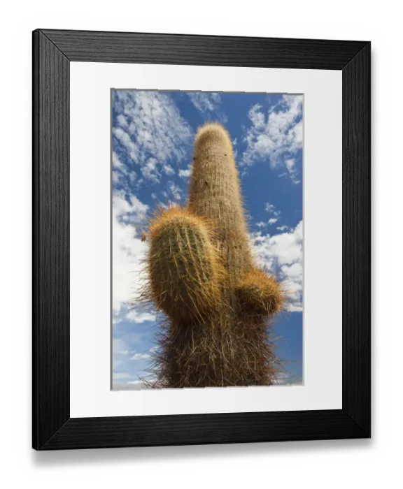 Framed Print : ARGENTINA, Salta Province, Los Cardones National Park. Cactus