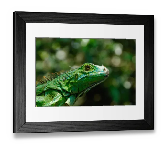 Framed Print : Central America, Belize, Monkey Bay, San Ignacio Resort Hotel, Green Iguana Project Framed Print : Central America, Belize, Monkey Bay, San Ignacio Resort Hotel, Green Iguana Project