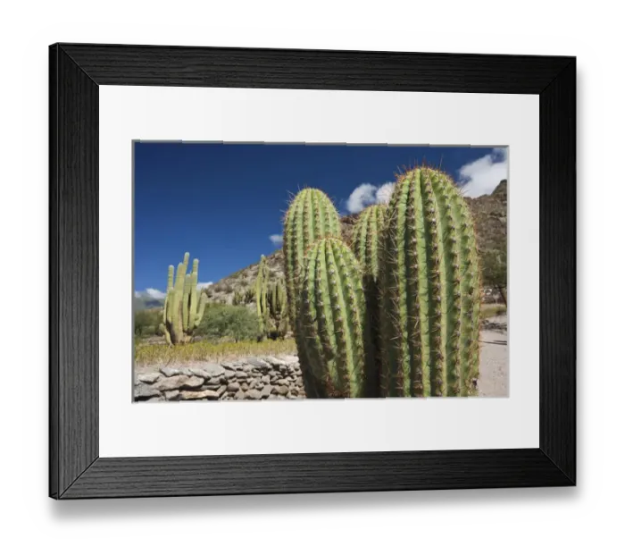 Framed Print : ARGENTINA, Tucuman Province, Quilmes. Cacti and ruins of ancient indigenous people s Framed Print : ARGENTINA, Tucuman Province, Quilmes. Cacti and ruins of ancient indigenous people s