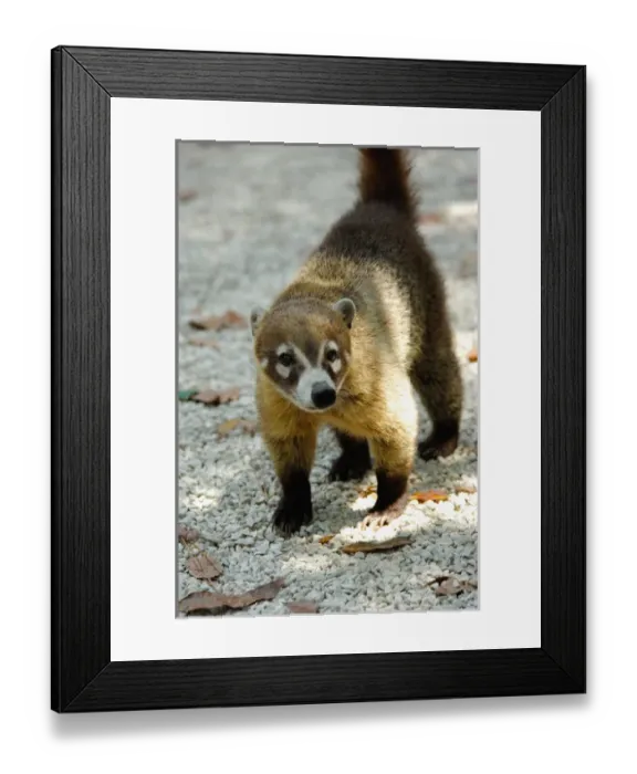 Framed Print : Central America, Belize, Belize City, Belize Zoo. Coatimundi Framed Print : Central America, Belize, Belize City, Belize Zoo. Coatimundi