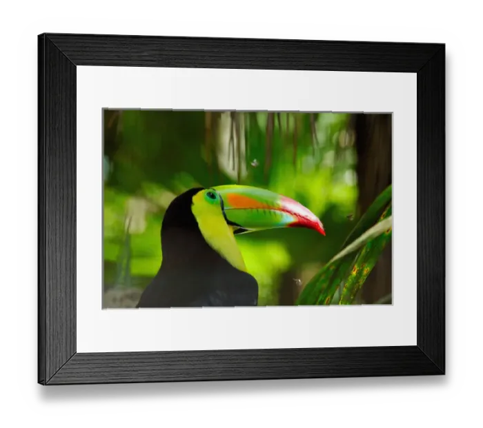 Framed Print : Central America, Belize, Belize City, Belize Zoo. Keel-billed toucan (Ramphastos