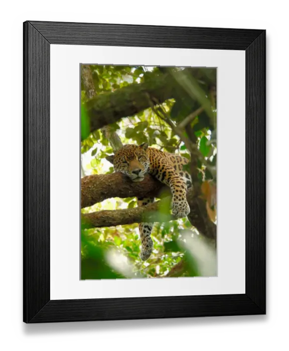 Framed Print : Central America, Belize, Belize City, Belize Zoo. Jaguar Framed Print : Central America, Belize, Belize City, Belize Zoo. Jaguar