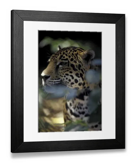 Framed Print : CENTRAL AMERICA, Belize Portrait of Jaguar in the jungle Framed Print : CENTRAL AMERICA, Belize Portrait of Jaguar in the jungle
