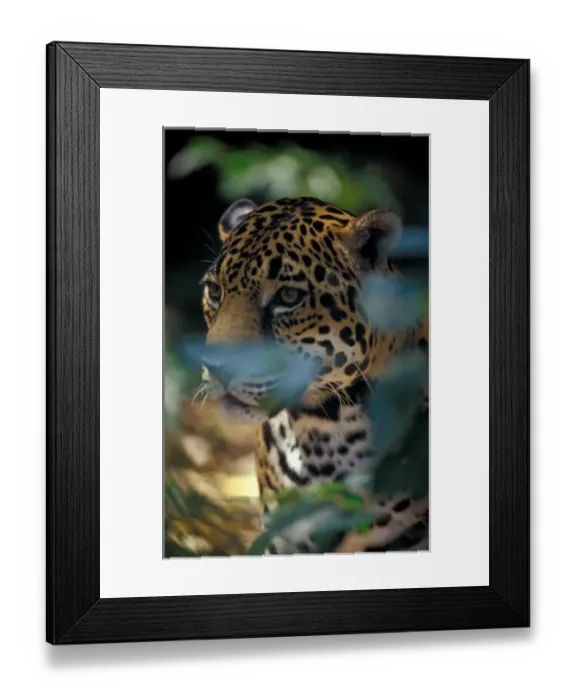 Framed Print : 05. Belize. Jaguar at the Cockscomb Basin Jaguar Preserve Framed Print : 05. Belize. Jaguar at the Cockscomb Basin Jaguar Preserve