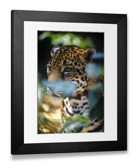 Framed Print : Central America, Belize, Jaguar in the Corkscomb Basin Jaguar Preserve