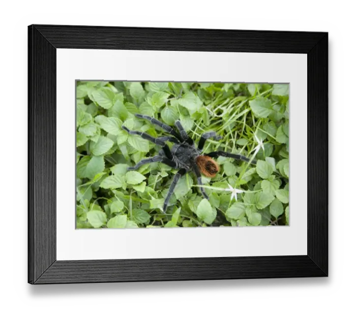 Framed Print : Tarantula (viewed from above), Blue Hole National Park, Belize, Central America Framed Print : Tarantula (viewed from above), Blue Hole National Park, Belize, Central America