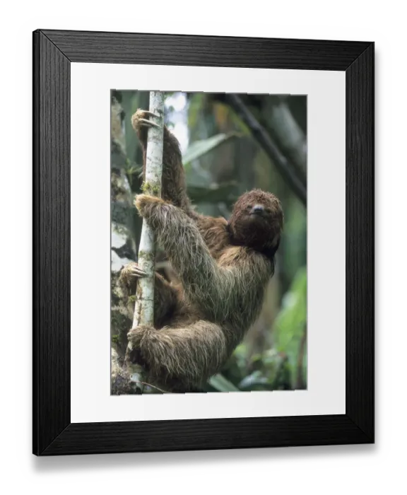 Framed Print : Maned Sloth (Bradypus torquatus) Endangered, Atlantic Forest, Brazil Framed Print : Maned Sloth (Bradypus torquatus) Endangered, Atlantic Forest, Brazil