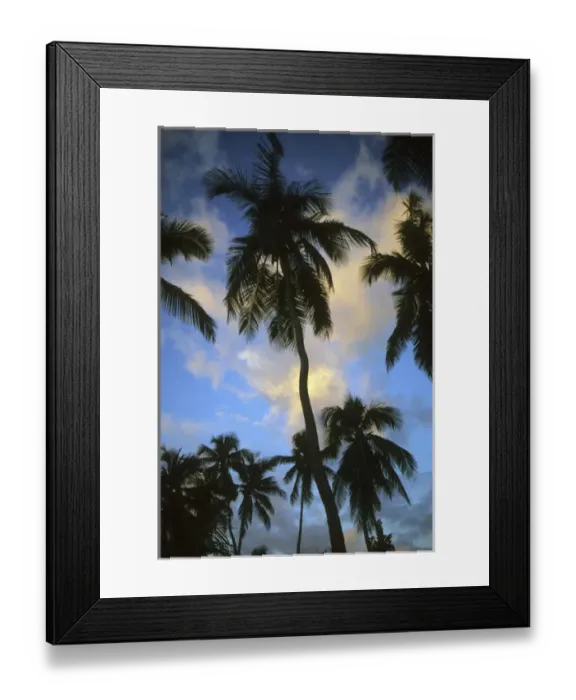 Framed Print : Palm trees at sunset, Belize Framed Print : Palm trees at sunset, Belize