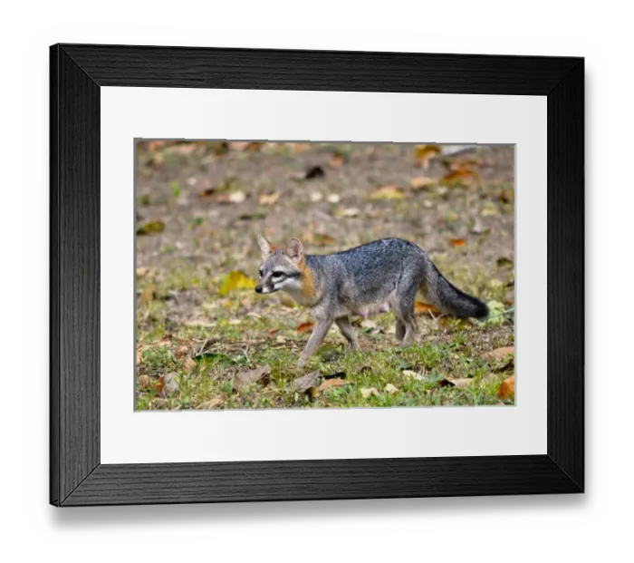 Framed Print : Grey fox (Urocyon cinereoargenteus) nursing mother stalks the landscape for food opportunities Framed Print : Grey fox (Urocyon cinereoargenteus) nursing mother stalks the landscape for food opportunities