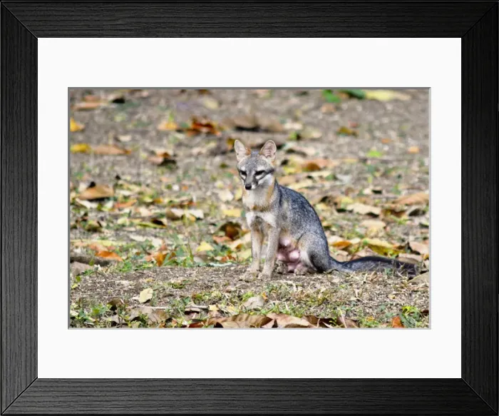 Framed Print : Grey fox (Urocyon cinereoargenteus) nursing mother surveys the landscape for food opportunities Framed Print : Grey fox (Urocyon cinereoargenteus) nursing mother surveys the landscape for food opportunities