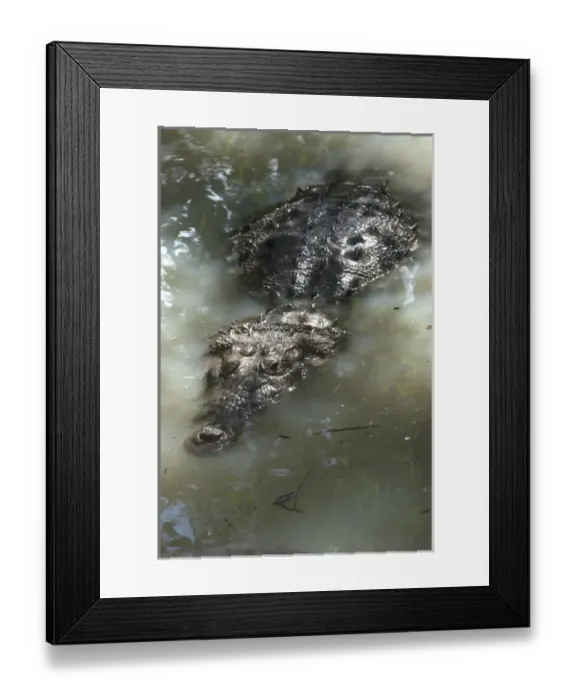 Framed Print : American crocodile (Crocodylus acutus) BELIZE, Central America RANGE: Atlantic