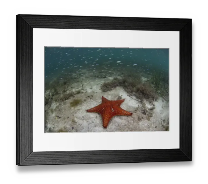 Framed Print : Cushion Sea Star (Oreaster reticulatus) Coral Reef Island, Belize Barrier Reef