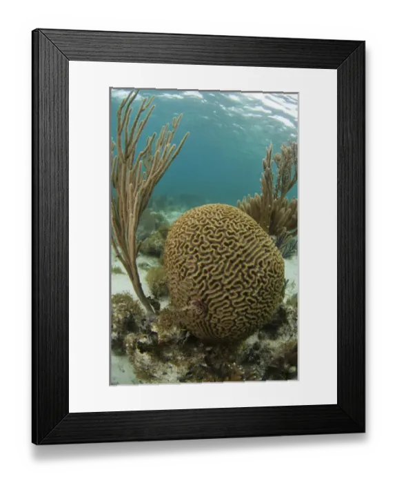 Framed Print : Grooved Brain Coral (Diploria labyrinthiformis) Coral Reef Island, Belize Barrier Reef Framed Print : Grooved Brain Coral (Diploria labyrinthiformis) Coral Reef Island, Belize Barrier Reef