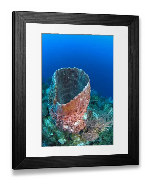 Framed Print : Giant Barrel Sponge (Xestospongia muta) Coral Reef Island, Belize Barrier Reef