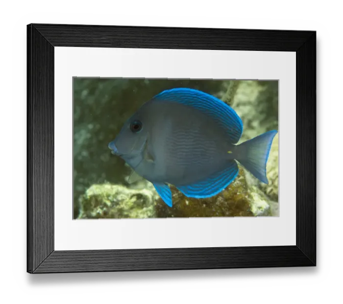 Framed Print : Blue Tang (Acanthurus coeruleus) Coral Reef Island, Belize Barrier Reef. Second Framed Print : Blue Tang (Acanthurus coeruleus) Coral Reef Island, Belize Barrier Reef. Second