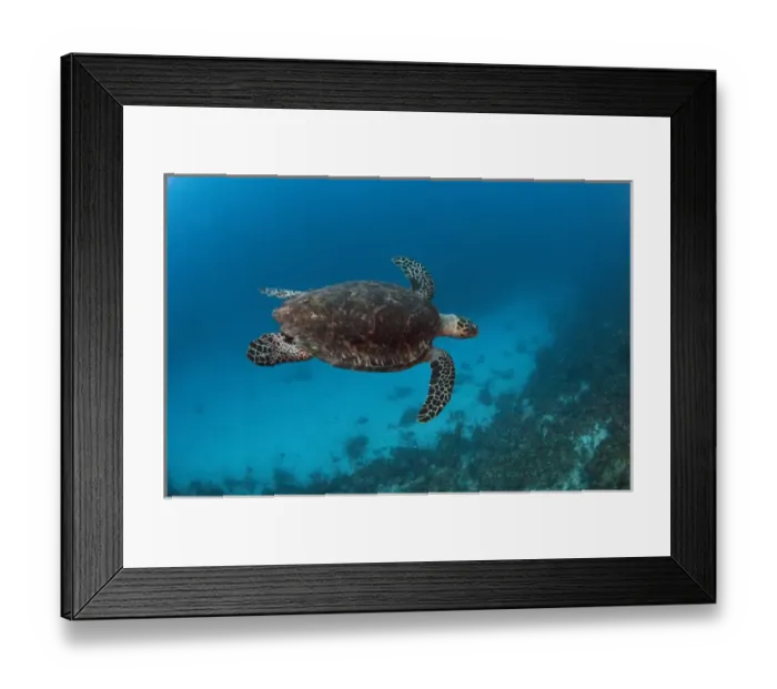 Framed Print : Hawksbill Turtle (Eretmochelys imbricata) Coral Reef Island, Belize Barrier Reef Framed Print : Hawksbill Turtle (Eretmochelys imbricata) Coral Reef Island, Belize Barrier Reef