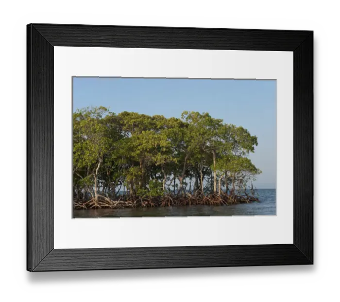 Framed Print : Red Mangrove (Rhizophora mangle) BELIZE, Central America